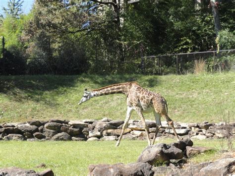 Updated Kiko The Baby Giraffe Enthralls The Greenville Zoo Mauldin