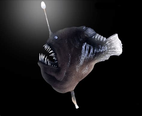 10 Species Of Fish In The Deep