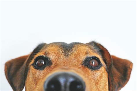 Closeup Photo Of Brown And Black Dog Face · Free Stock Photo