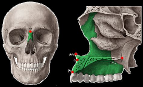 Mandible And Maxillanasal Bone Anatomies A Mandibular Landmarks