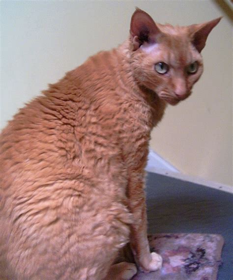 Was rex in return of the jedi? These Are 15 Pictures About Cat Breeds Devon Rex - Pets Lovers