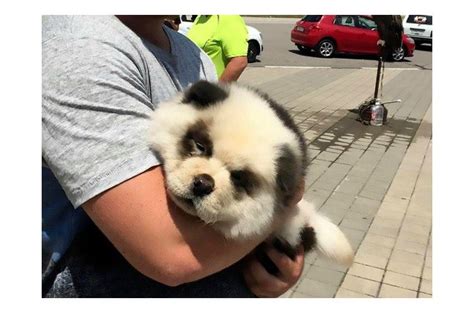 Man Scams Tourists With Dyed Dog He Says Is A Panda Petguide