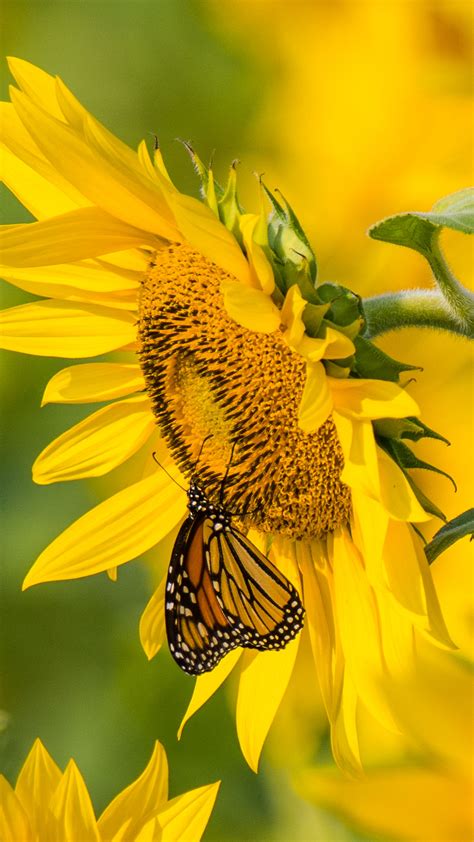 Download Wallpaper 2160x3840 Sunflower Butterfly Yellow Summer