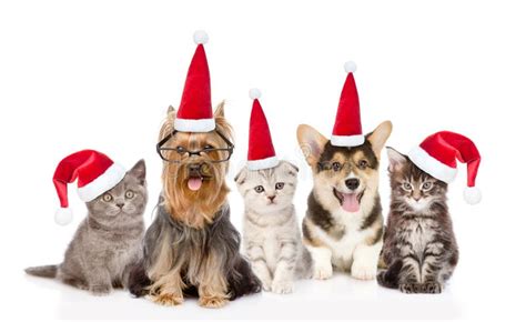Group Cats And Dogs In Red Santa Hats Looking At Camera Together