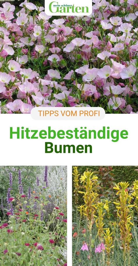 Wer träumt nicht von einem ständig blühenden blumenbeet? Für das Blumenbeet: Hitzebeständige Blumen#blumen # ...