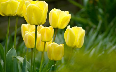 Background Flowers Tulips Wallpaper Animated Yellow Nature