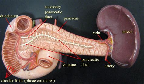 Related Image Digestive System Model Anatomy Models Labeled
