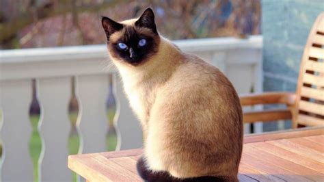 Đặc điểm Giá Và Cách Nuôi Mèo Mèo Xiêm Siamese Cat