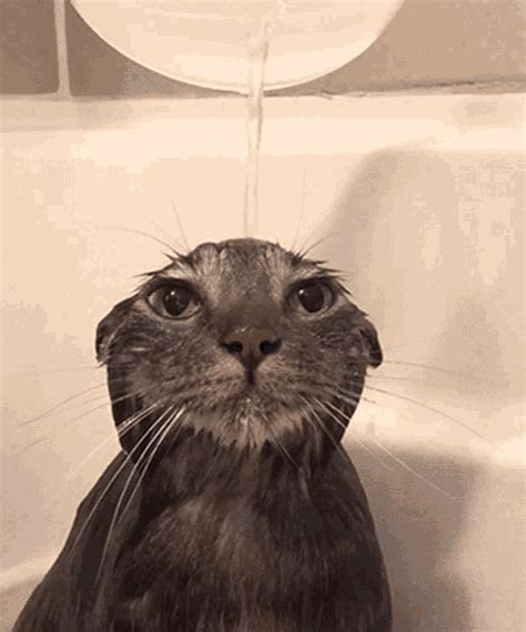 Cat Wet Gif Cat Wet Shower D Couvrez Et Partagez Des Gif