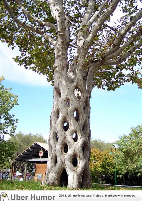 We did not find results for: Circus Tree: Six individual sycamore trees were shaped ...