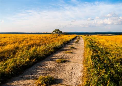 Country Road In Summer Evening Stock Image Image Of Horizon