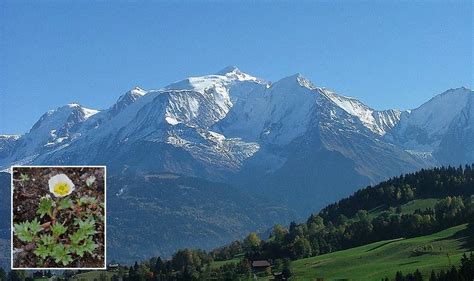 Diversitatea Vieții în Munții Alpi Info Natura