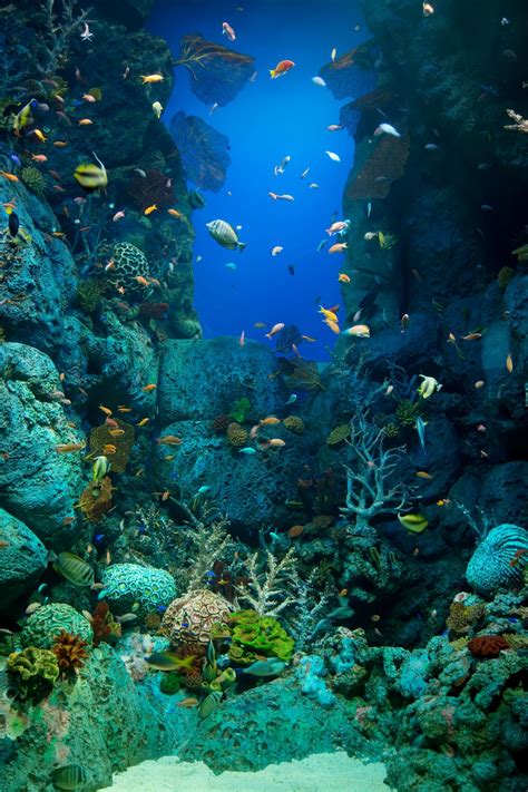 Sea Life Aquarium Underwater World Life Under The Sea Ocean Photography