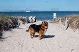 Hundestrände: Die schönsten an Nord- und Ostsee - [GEO]