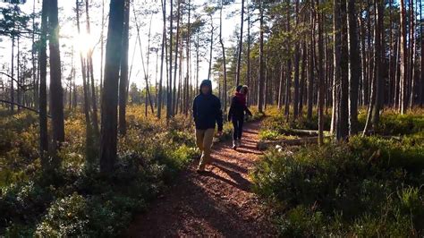 Estonian Nature Reserves Alam Pedja And Endla October 2017 Youtube