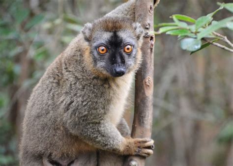 Visit To Lemur Island Madagascar Audley Travel