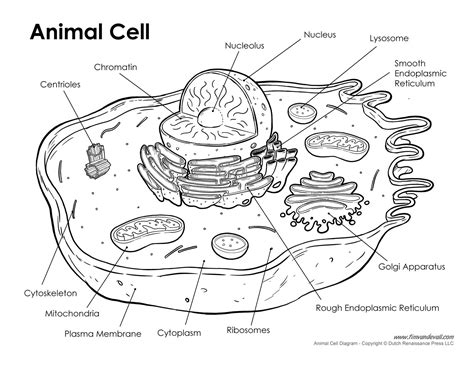 Animal Cell Sketch Animal Cell Drawing Labeled Drawing Sketch Picture