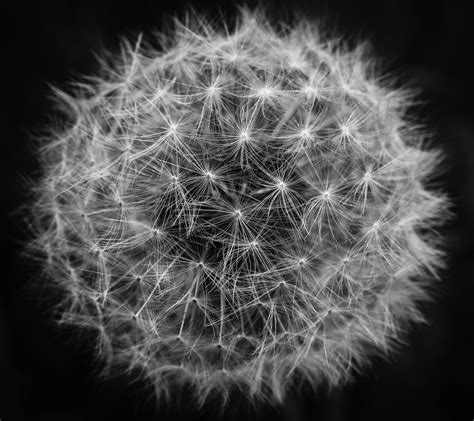 Free Images Abstract Black And White Dandelion Flower Flora