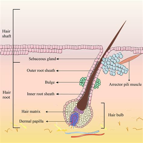 Dysregulated Behaviour Of Hair Follicle Stem Cells Triggers Alopecia