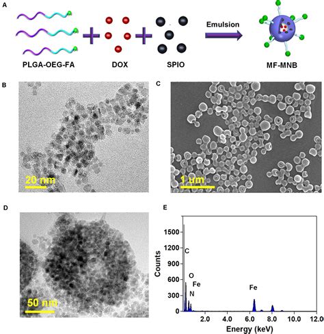 Frontiers Tumor Targeted Multifunctional Magnetic Nanobubbles For Mr
