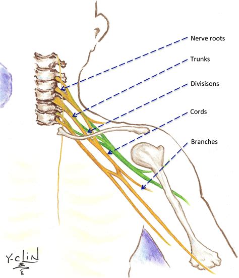 Neck Anatomy Brachial Plexus