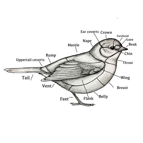 Basic Bird Anatomy World Of Birds