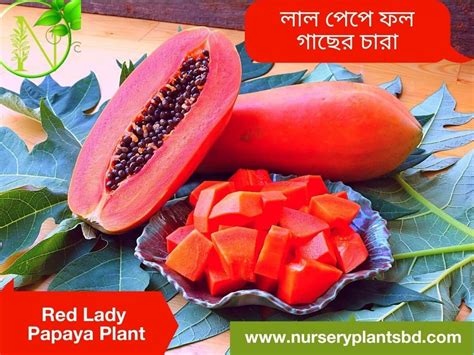Red Lady Papaya Fruit Trees For Sale 2024
