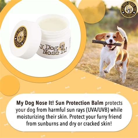 How Can I Prevent My Dogs Sunburned Nose