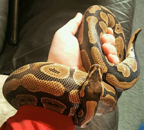 Adult Royal Ball Python Female 4 5 Years Old Has Really Nice