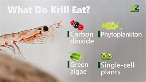 What Do Krill Eat Food For Tiny Crustaceans Imp World