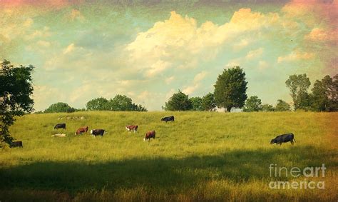 Until The Cows Come Home Photograph By Beth Ferris Sale Fine Art America