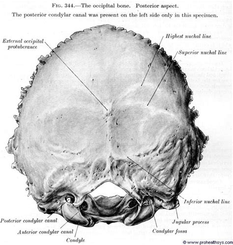 Occipital Bone Diagram