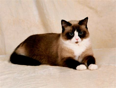 The Rare Snowshoe Cat And Its Unique Characteristics