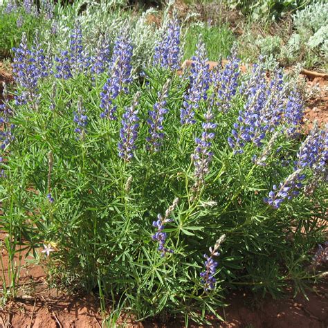 All the lupines are nitrogen fixers, which means they take nitrogen from the air and fix it in the soil, improving the health of the soil simply by growing there. Stevenson Intermountain Seed | Lupinus argenteusSilvery ...