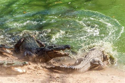 Fighting Crocodiles Stock Photo Image Of Crocodiles 20598924