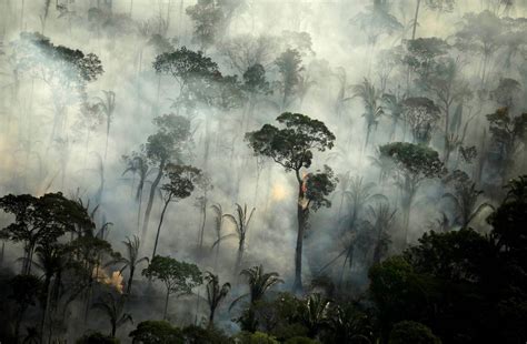 Amazon Rainforest Emitted 20 More Co2 Than It Absorbed Over Last Decade
