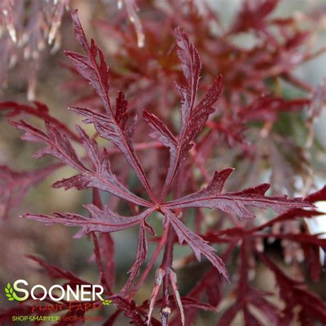 Red Dragon Weeping Japanese Maple Sooner Plant Farm