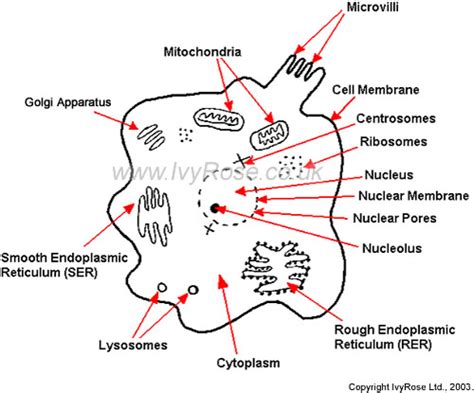 Additionally plant cells are more of a box shape because of. Explain the structure of an animal cell - Science - Cell ...