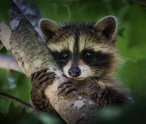 239 Best Baby Racoons Images On Pinterest