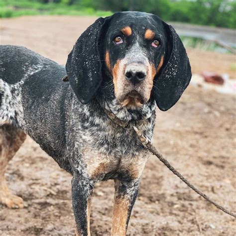 15 Amazing Facts About Coonhounds You Probably Never Knew The Dogman