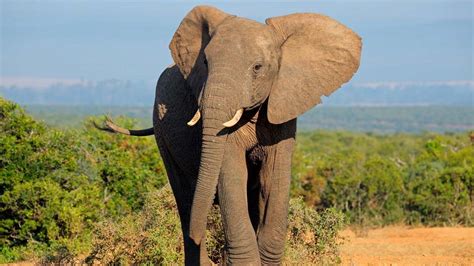 20 Datos Y Curiosidades Sobre Los Elefantes El Lingüístico