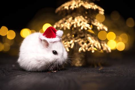 Cute Hamster With Santa Hat On Bsckground With Christmas Lights Stock