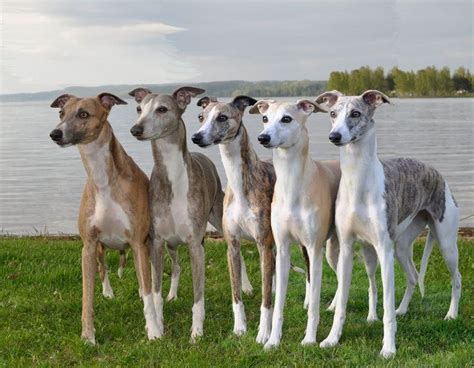 This Lovely Whippet Picture Is Taken By Reneé Ericsson You Can Find