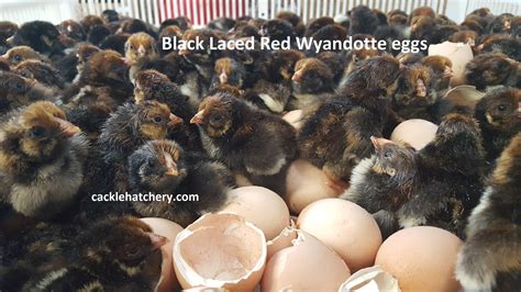 Black Laced Red Wyandottes Fertile Hatching Eggs For Sale Fresh Fertile Eggs Cackle Hatchery