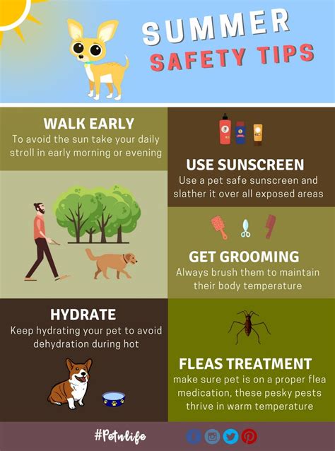 Safety Tips For Dogs In Summer Summer Safety Tips Safety Tips Safe