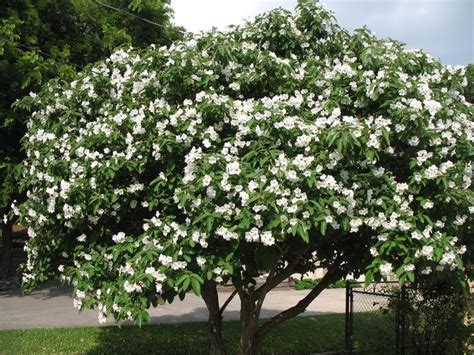 Maybe you would like to learn more about one of these? Cordia boissieri / Cordia boissieri - OnlinePlantGuide.com ...