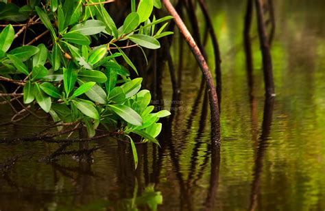 Canoeing Through Quiet Mangroves Matt Tilghman Photography
