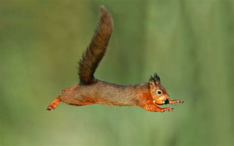 vliegende eekhoorn | Squirrel, Red squirrel, Squirrel pictures