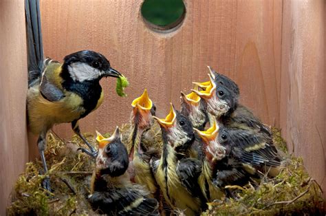 Build A Nest Box To Welcome Spring Birds Audubon
