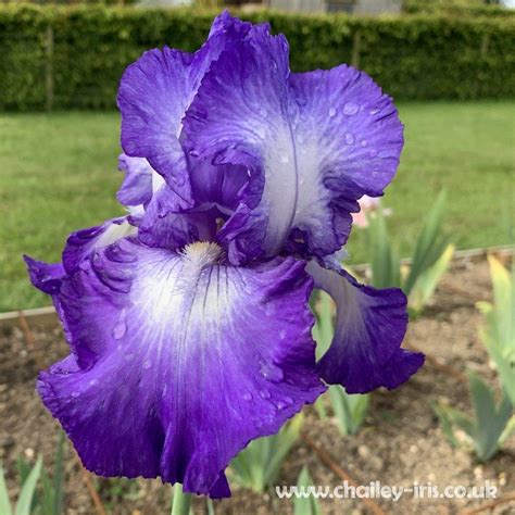 Tall Bearded Iris Iris Cycles In The Irises Database